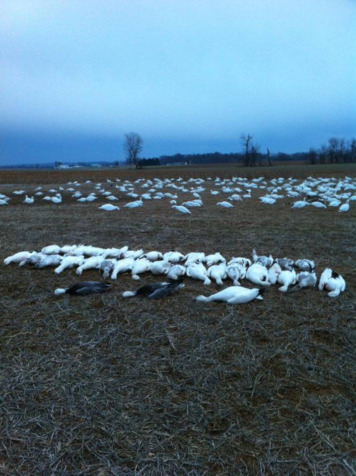 Guided Snow Geese Hunts, Trophy Guided Duck & Goose Hunts, Pennsylvania